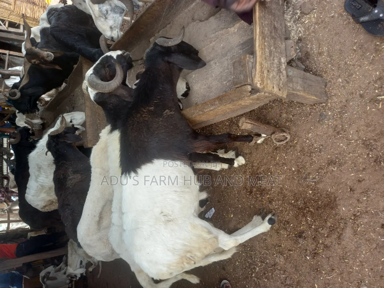 Big Rams Agbo