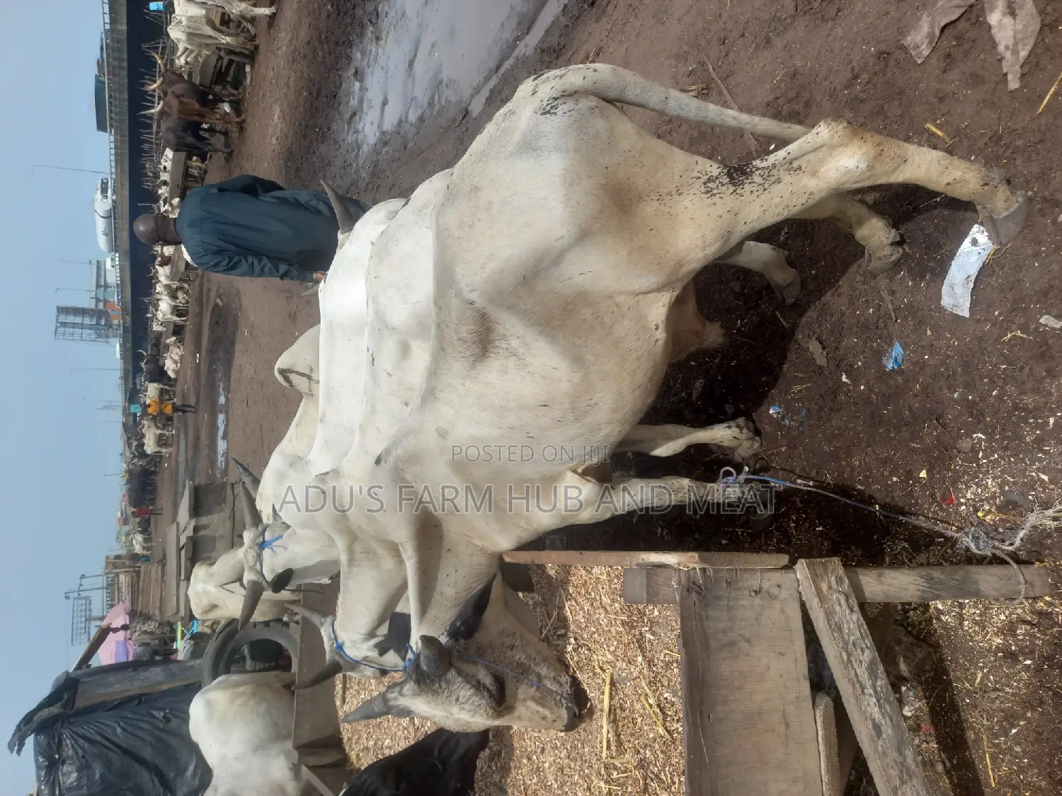 Very Healthy and Fleshy Cows