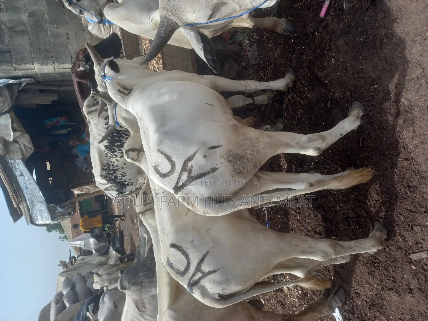 Very Healthy and Fleshy Cows