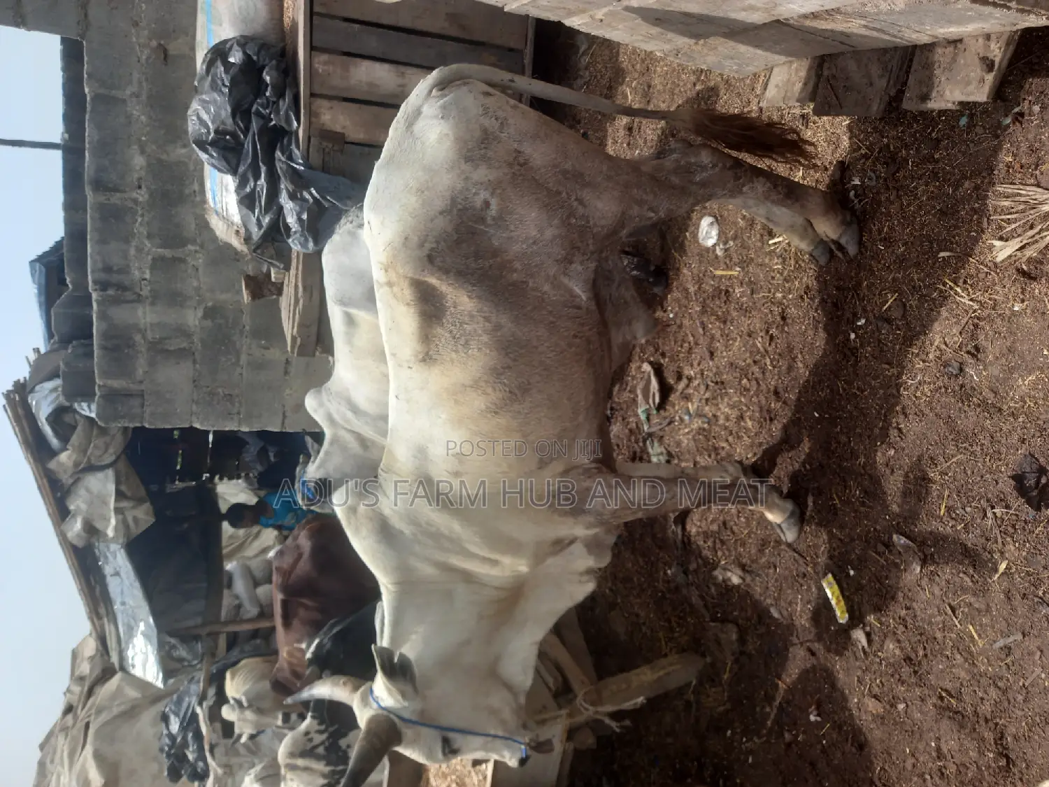 Very Healthy and Fleshy Cows