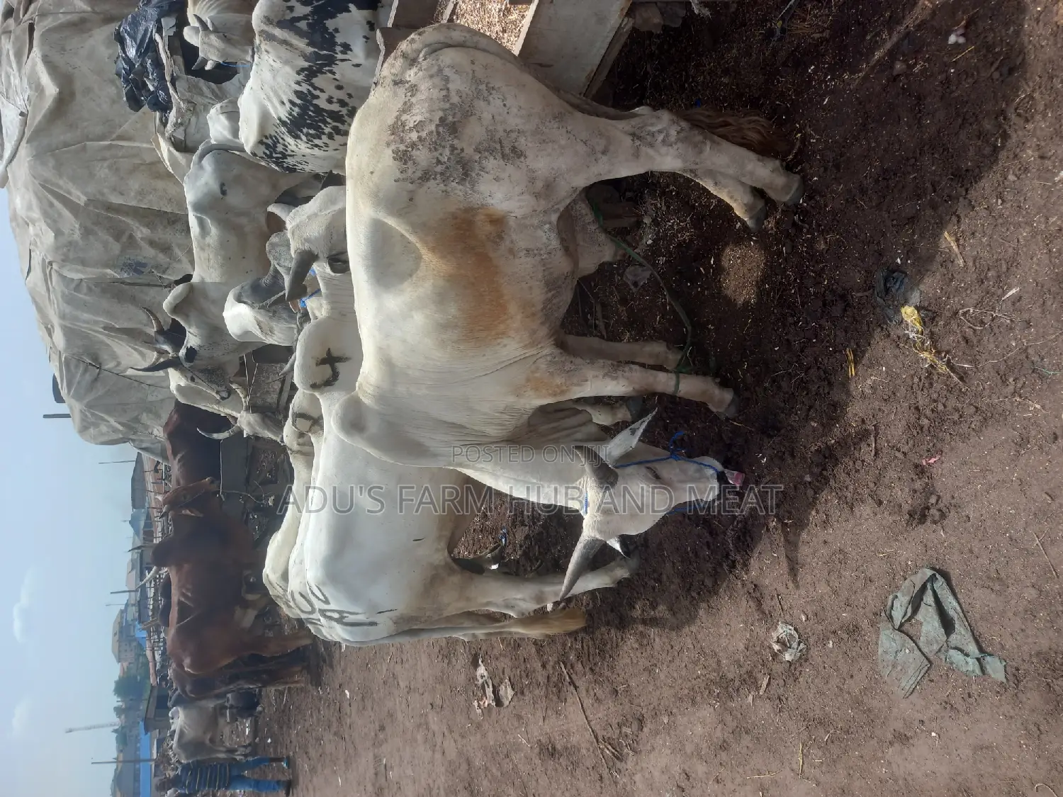 Very Healthy and Fleshy Cows