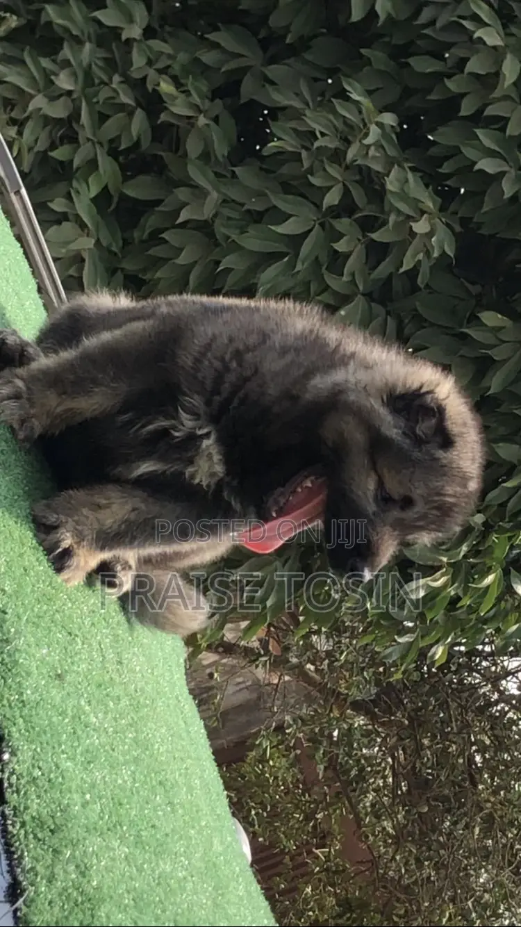 1-3 months Male Purebred Caucasian Shepherd