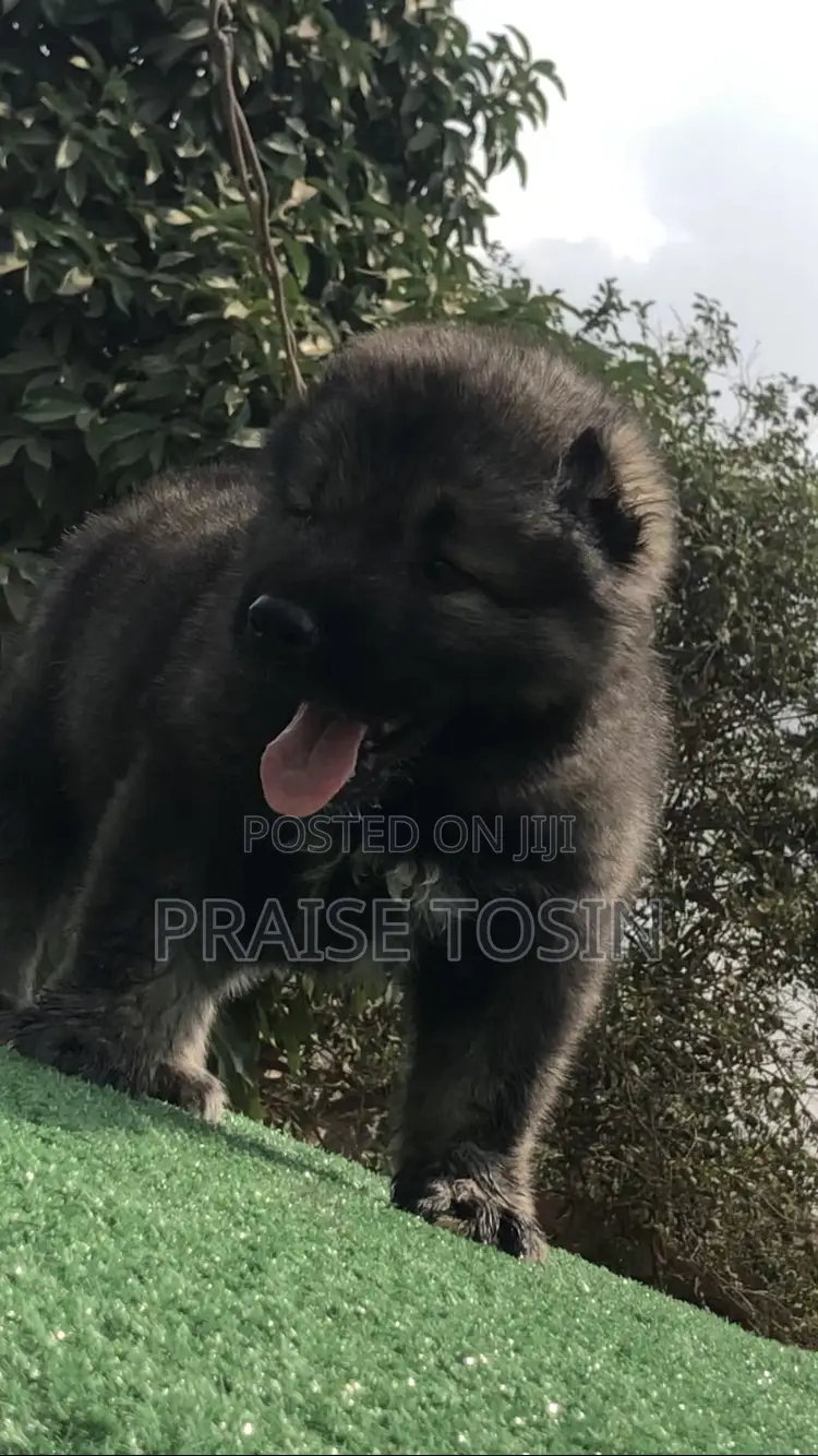 1-3 months Male Purebred Caucasian Shepherd