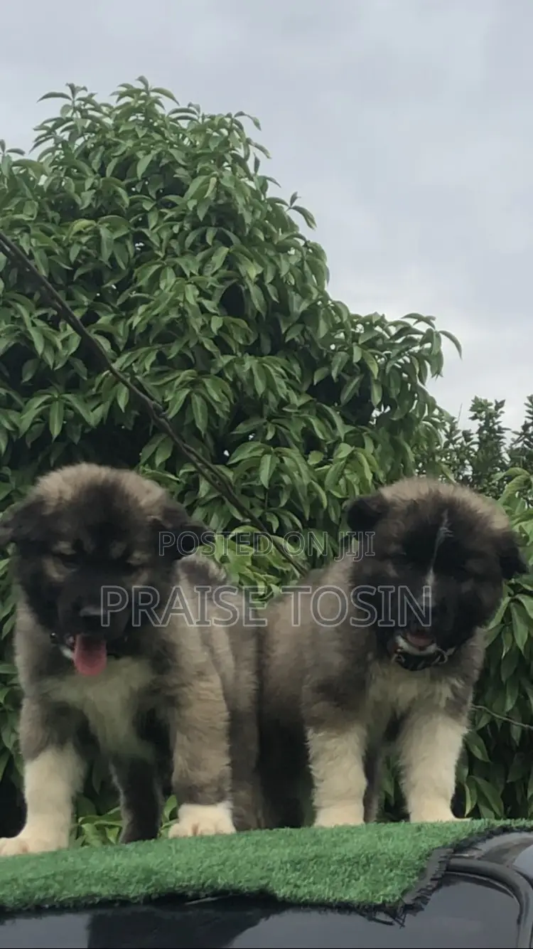 1-3 months Female Purebred Caucasian Shepherd