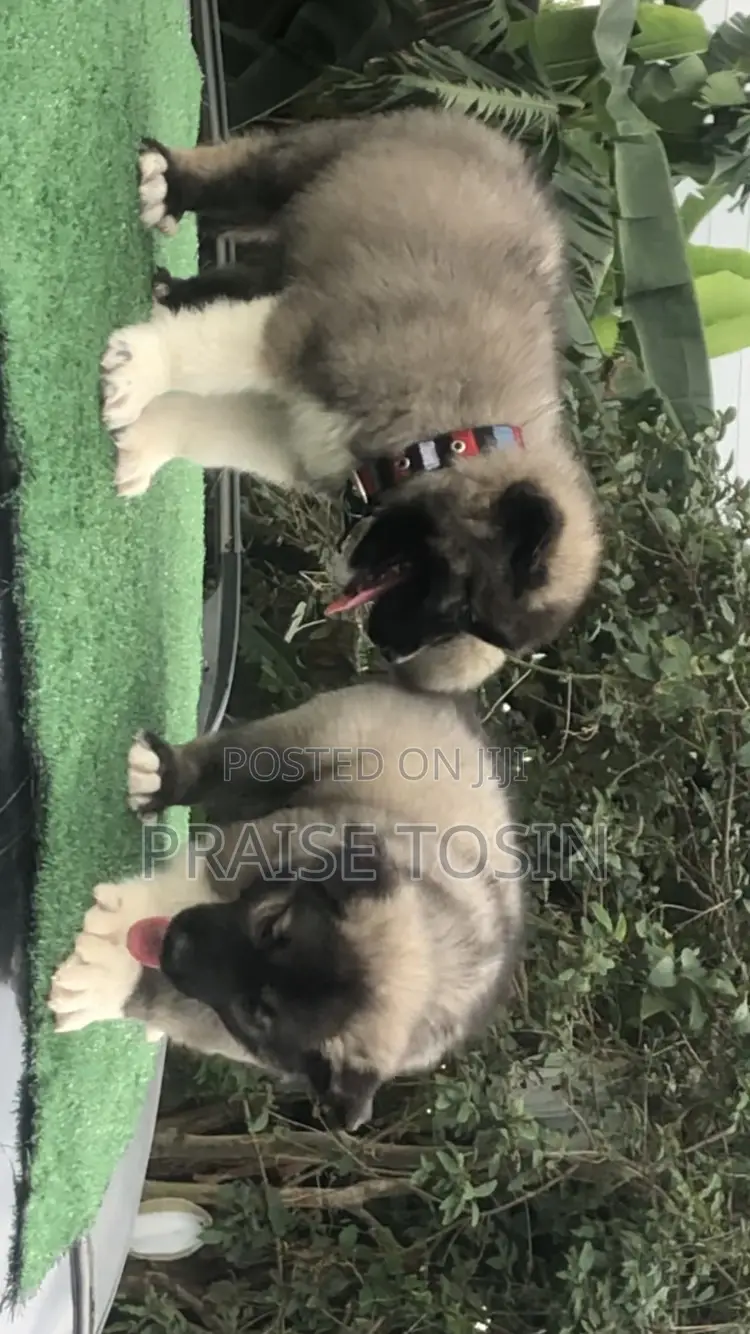 1-3 months Female Purebred Caucasian Shepherd