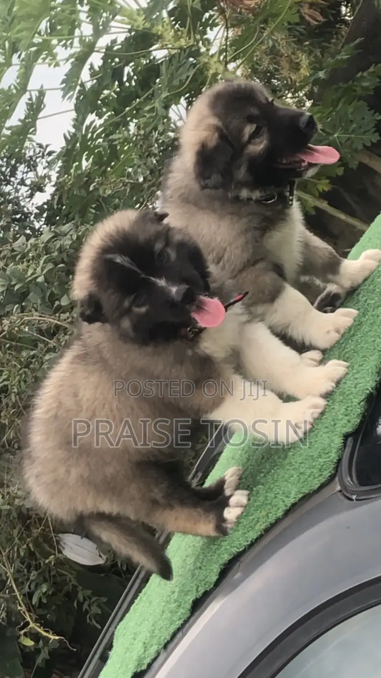 1-3 months Female Purebred Caucasian Shepherd