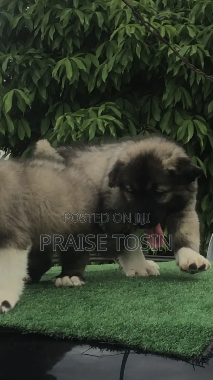1-3 months Female Purebred Caucasian Shepherd