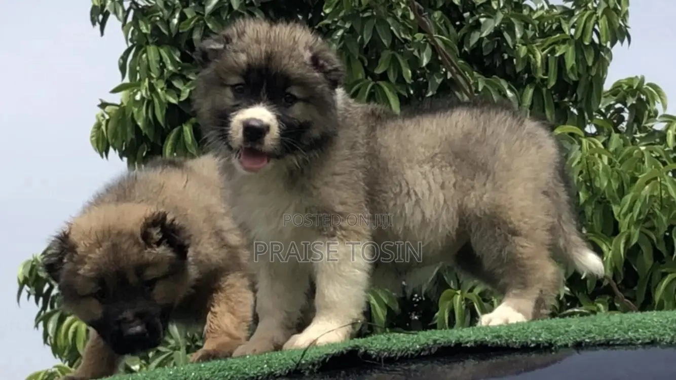 1-3 months Female Purebred Caucasian Shepherd