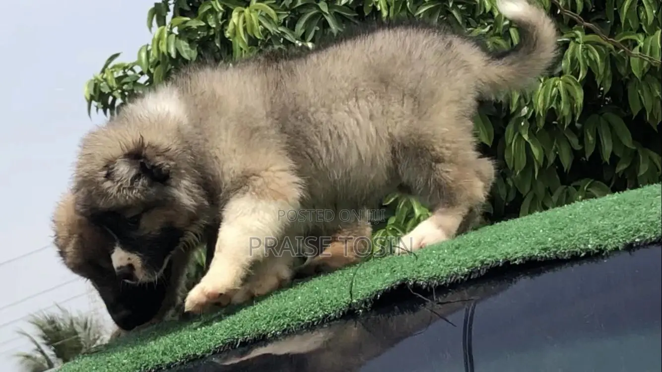 1-3 months Female Purebred Caucasian Shepherd