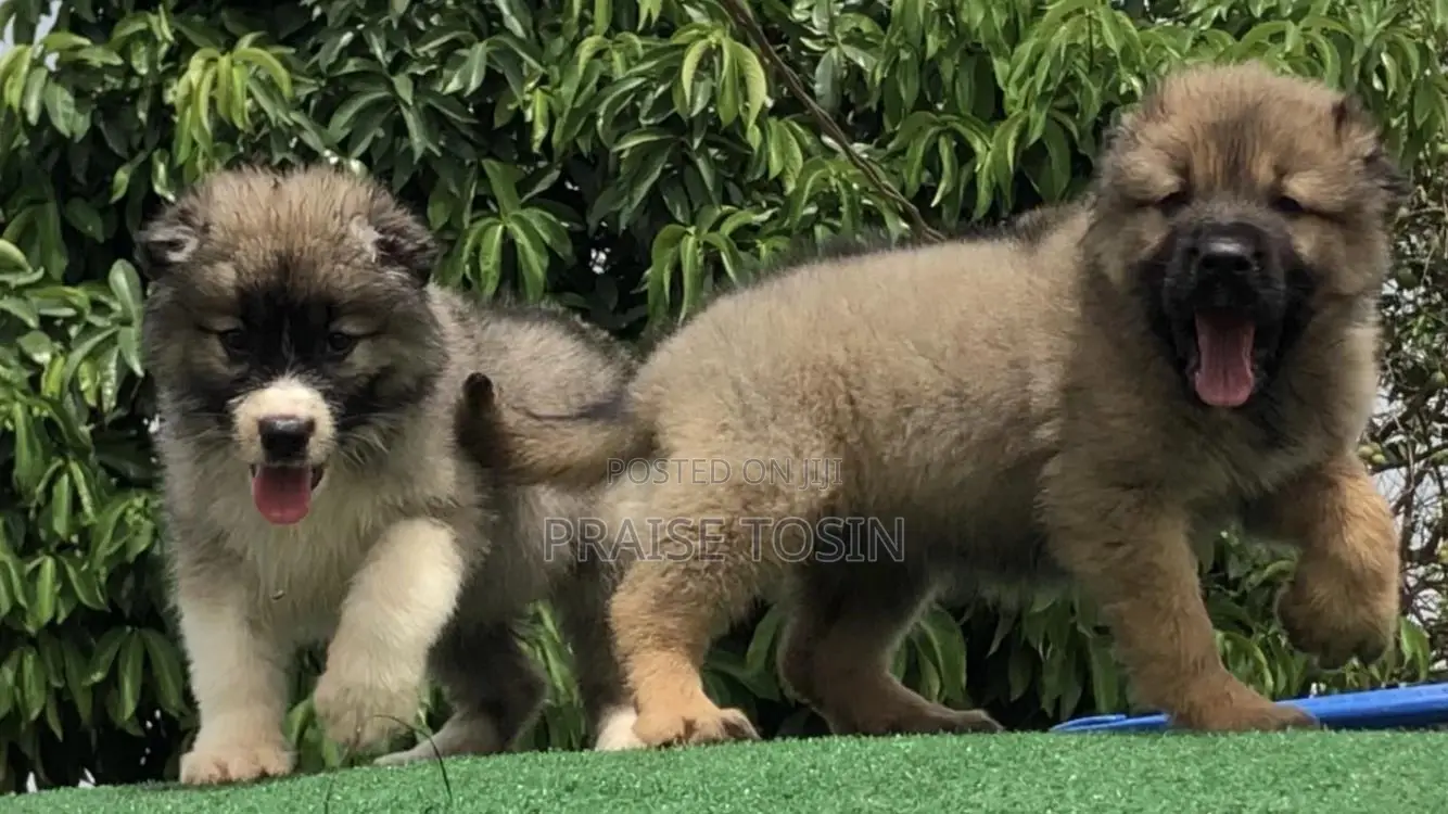 1-3 months Female Purebred Caucasian Shepherd