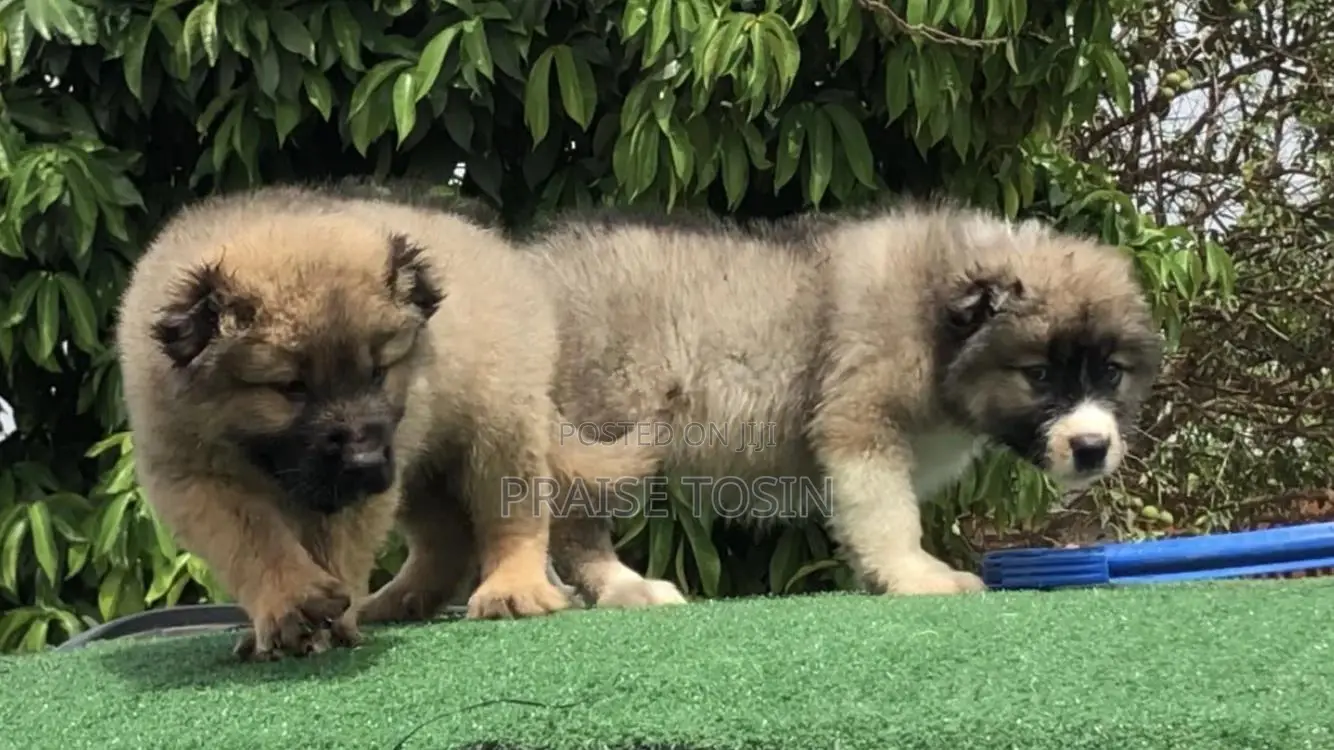 1-3 months Female Purebred Caucasian Shepherd
