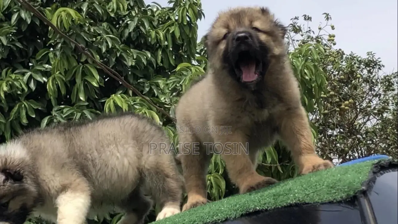 1-3 months Female Purebred Caucasian Shepherd