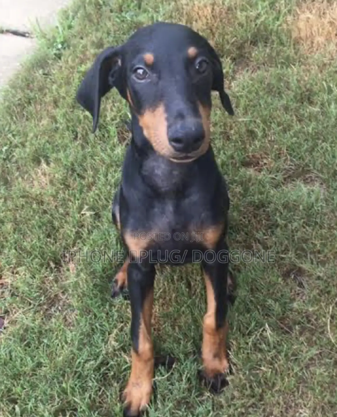 6-12 months Female Purebred Doberman Pinscher