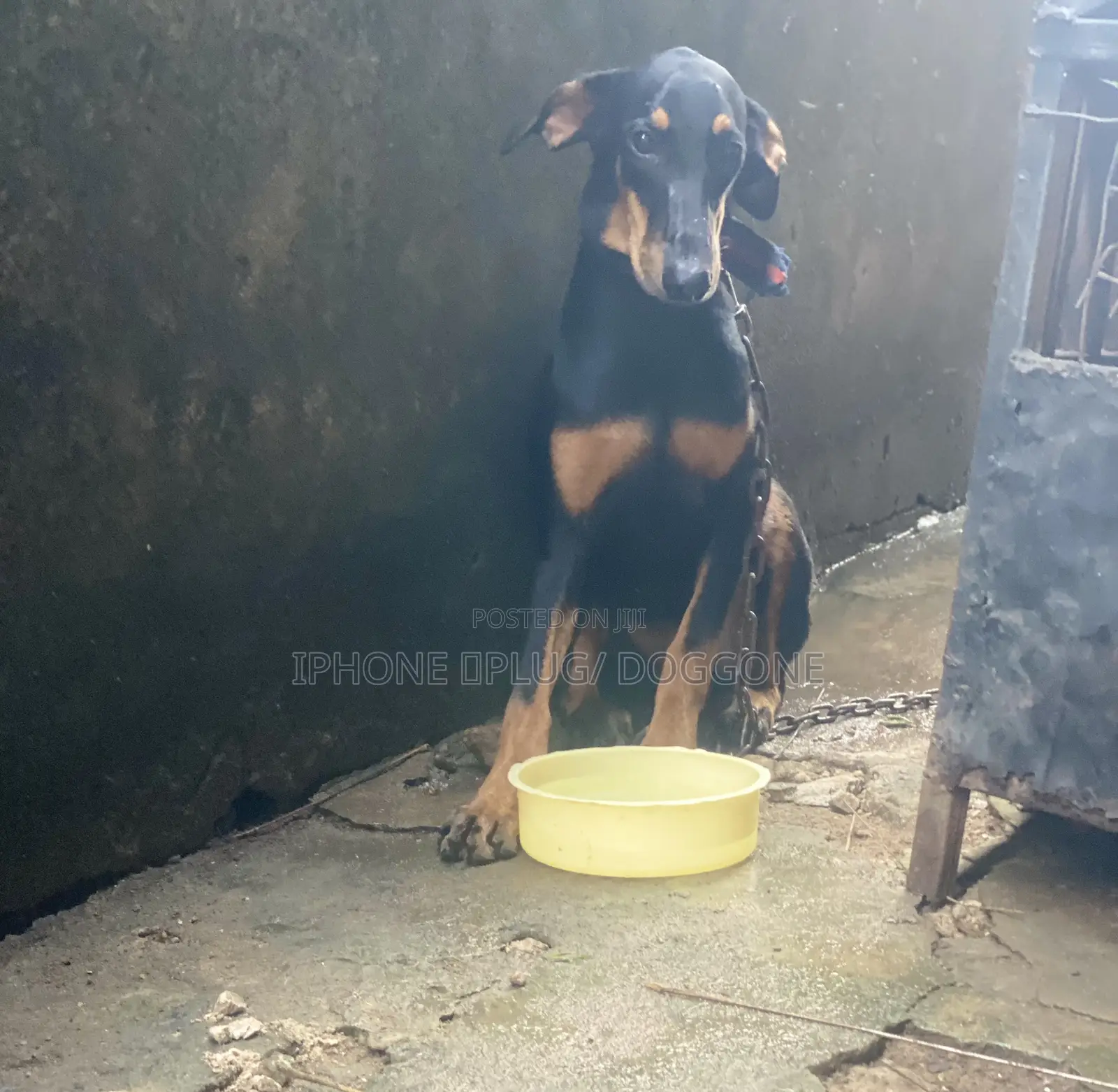 6-12 months Female Purebred Doberman Pinscher