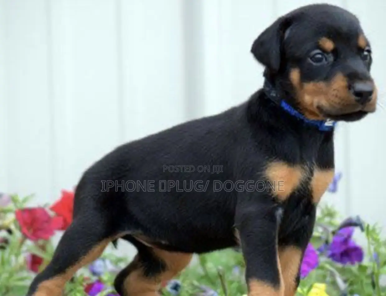 6-12 months Female Purebred Doberman Pinscher