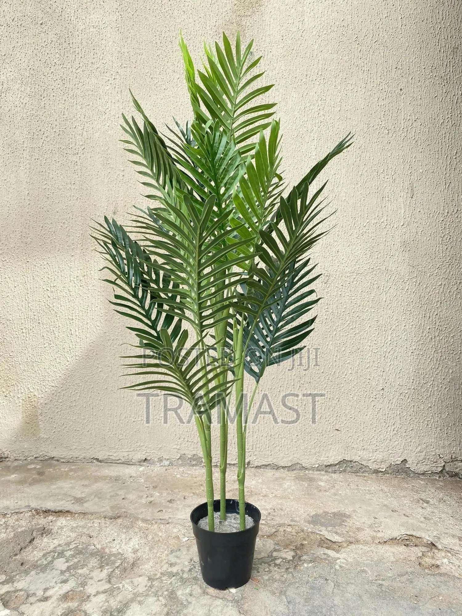 Palm Flower