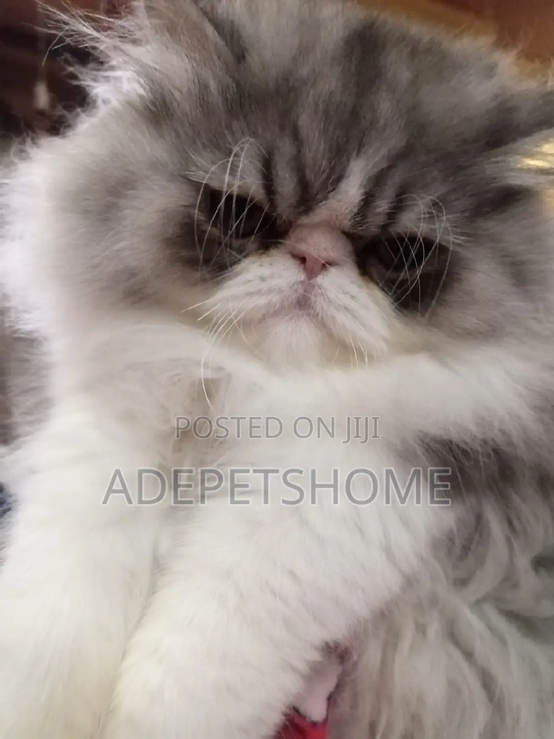 3-6 months Female Purebred Persian