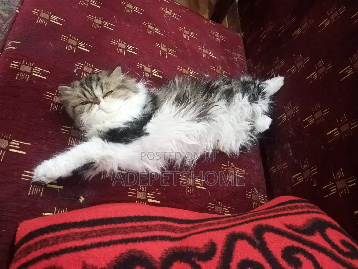 3-6 months Female Purebred Persian