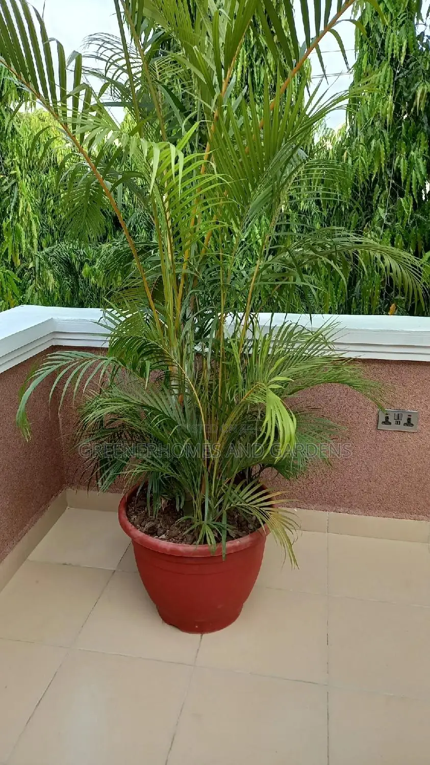 Pot and Palm