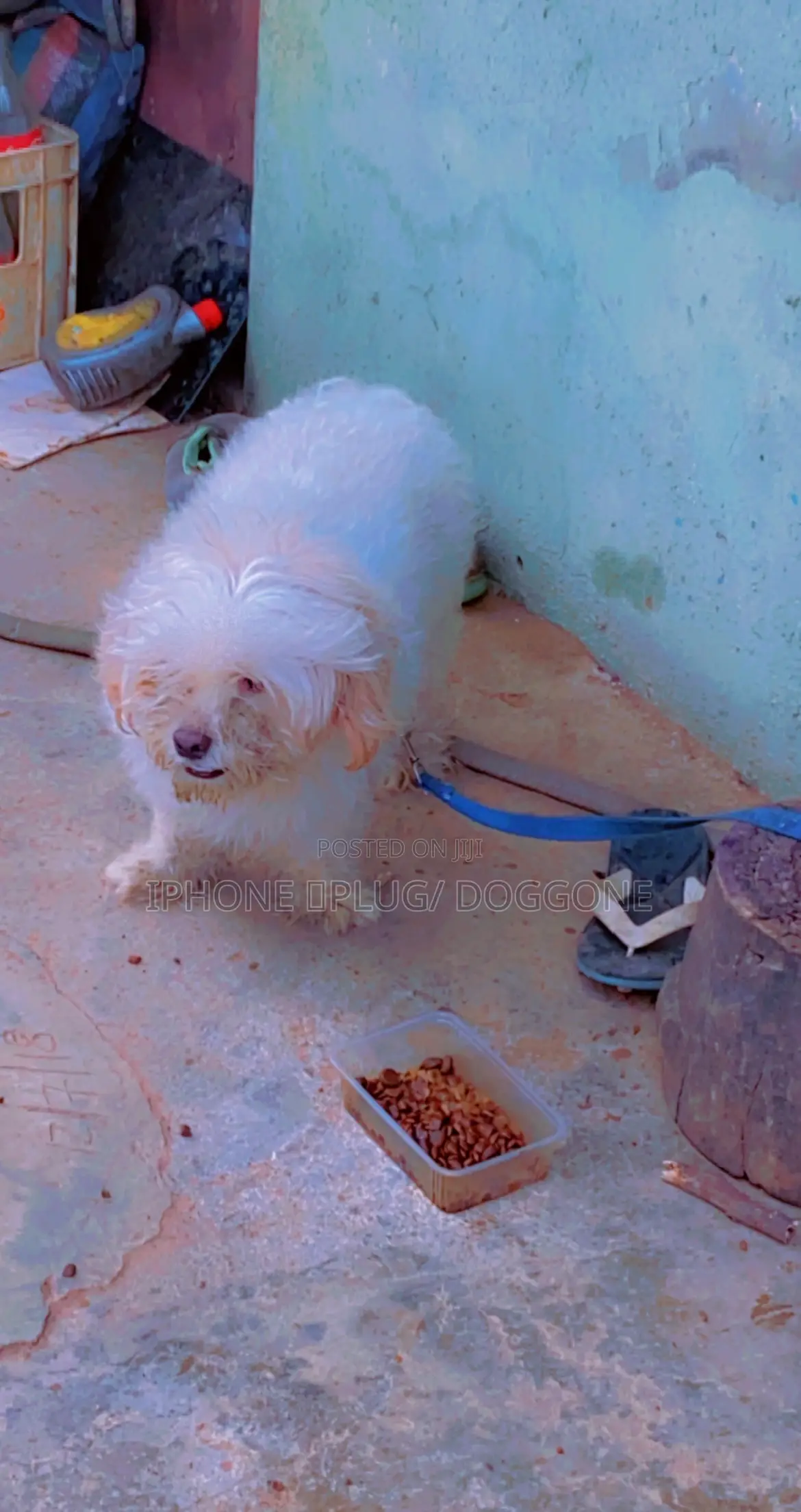 1+ year Male Purebred Lhasa Apso