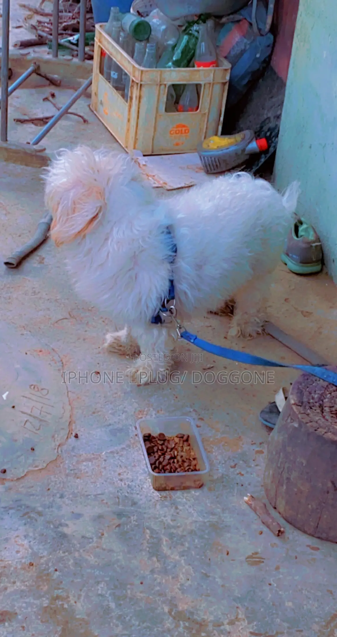1+ year Male Purebred Lhasa Apso