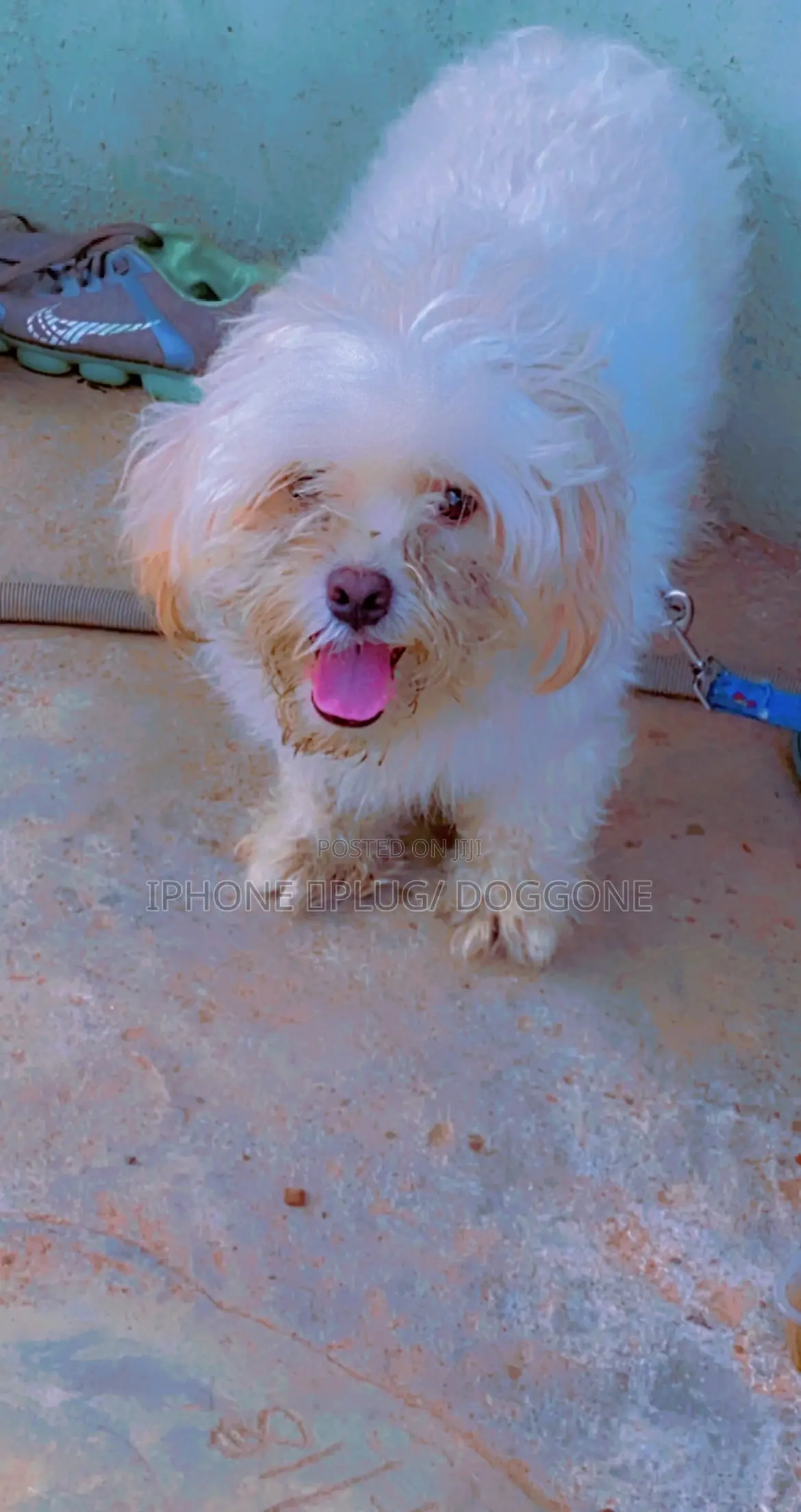 1+ year Male Purebred Lhasa Apso
