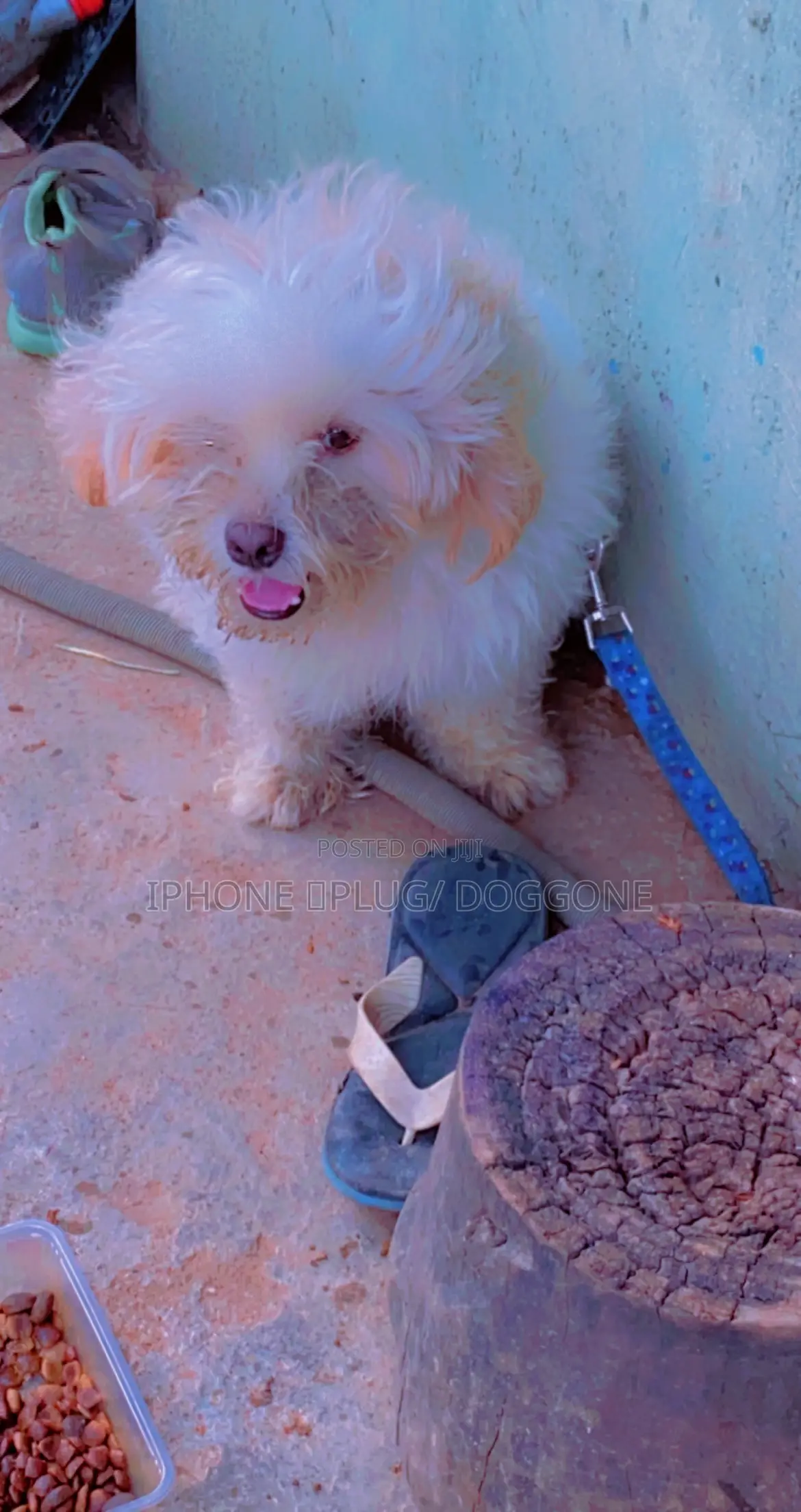1+ year Male Purebred Lhasa Apso