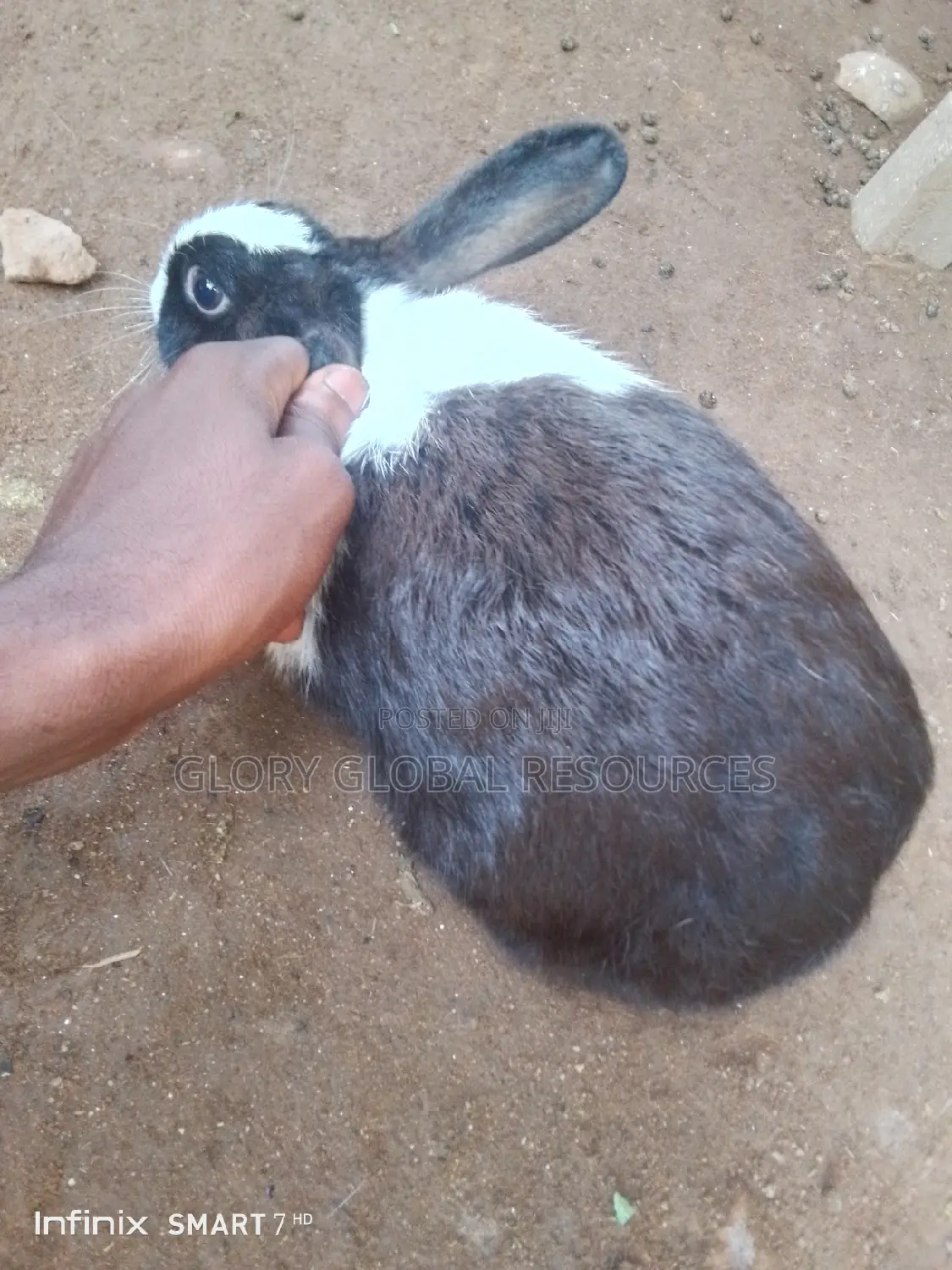 Mature Female Rabbit Dutch