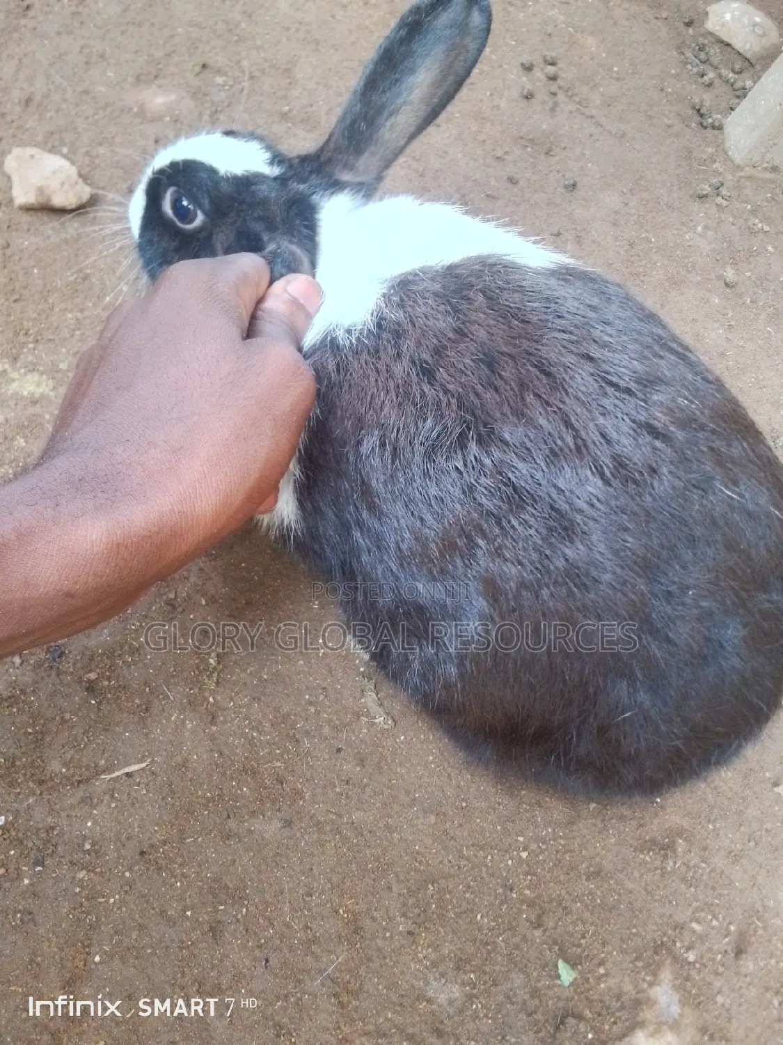 Mature Female Rabbit Dutch
