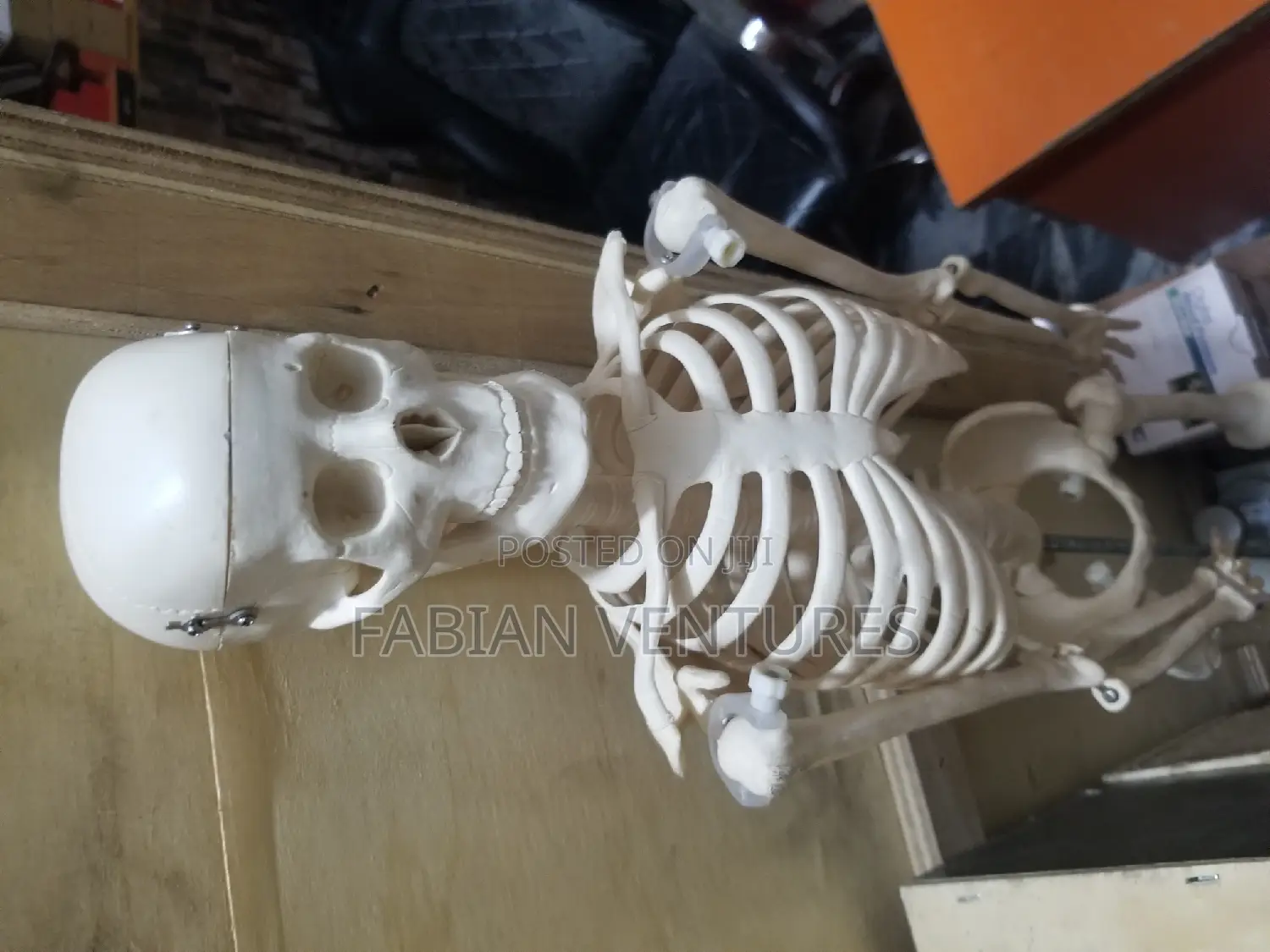 Human Skeleton