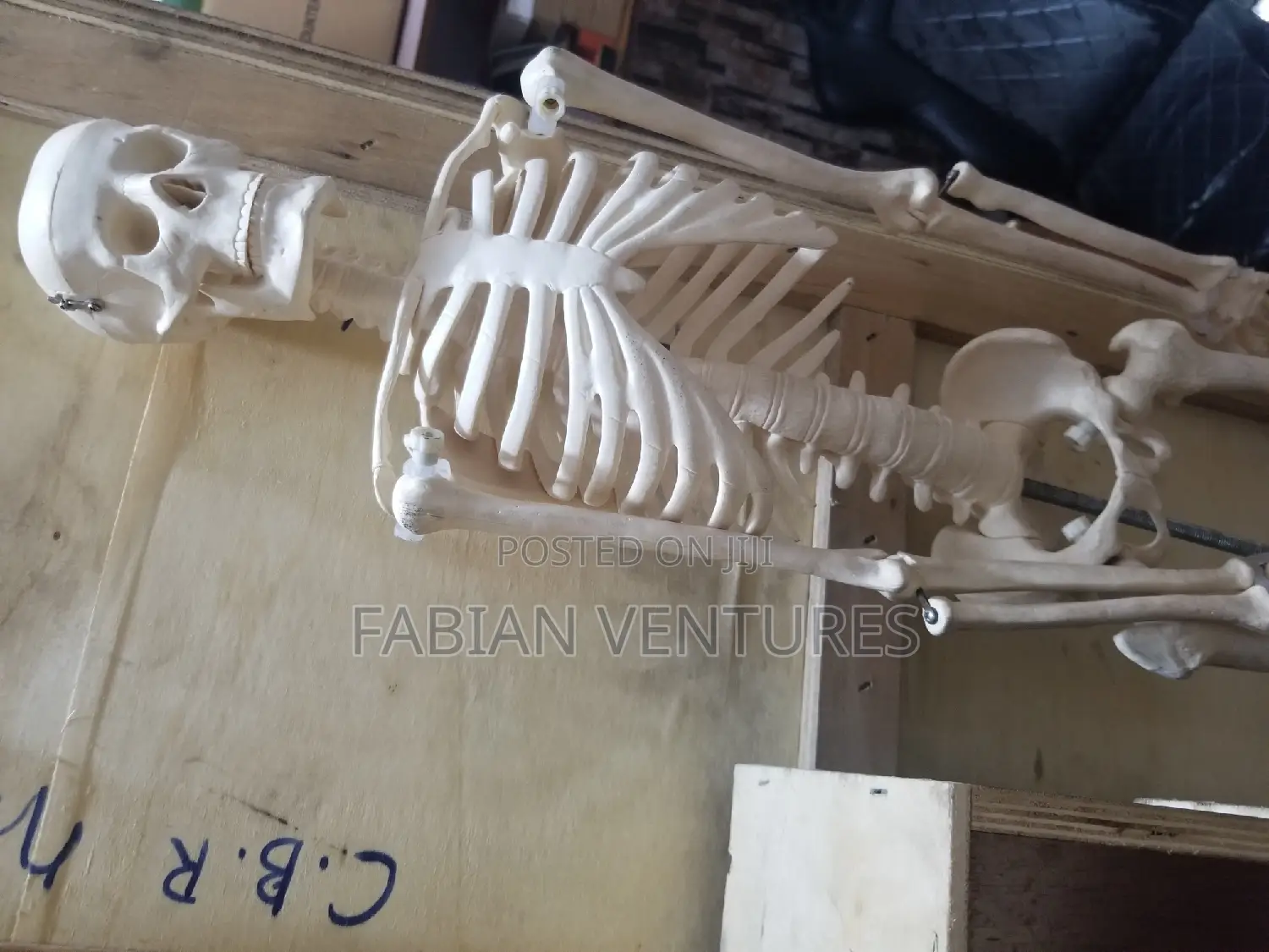 Human Skeleton