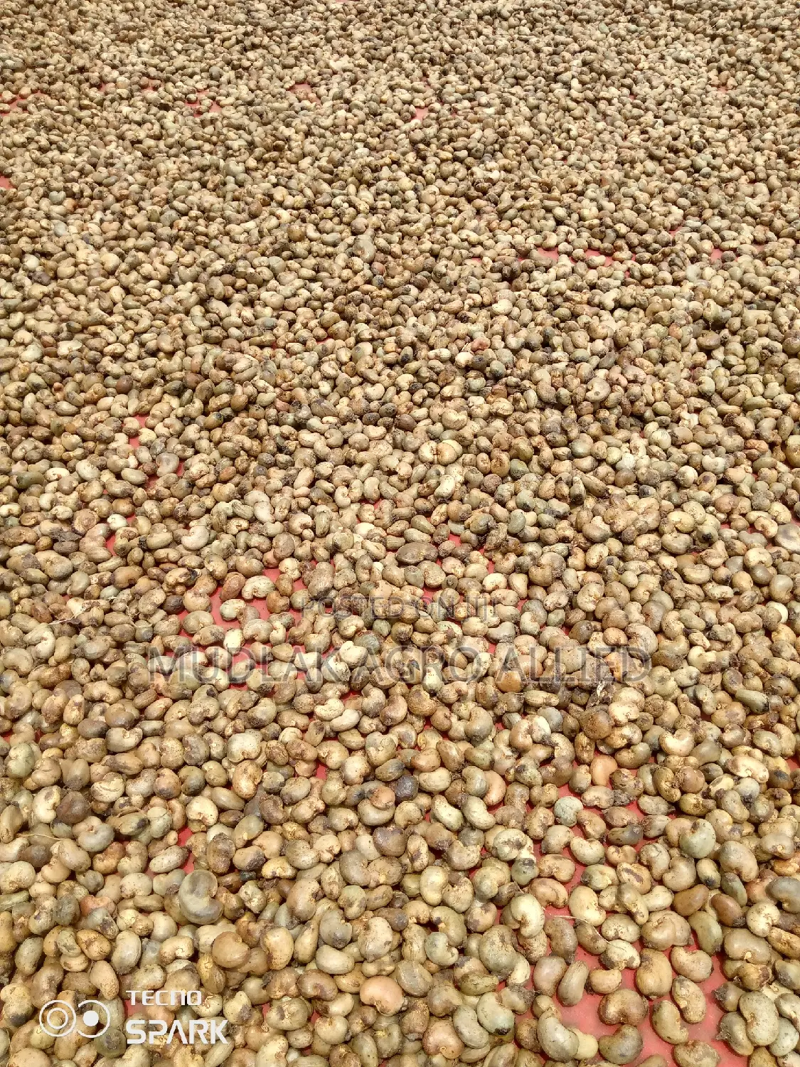 Cashew Nuts, Soyabeans,Maize,Cocoa, Shea Nuts, Sesame Seed,Etc.