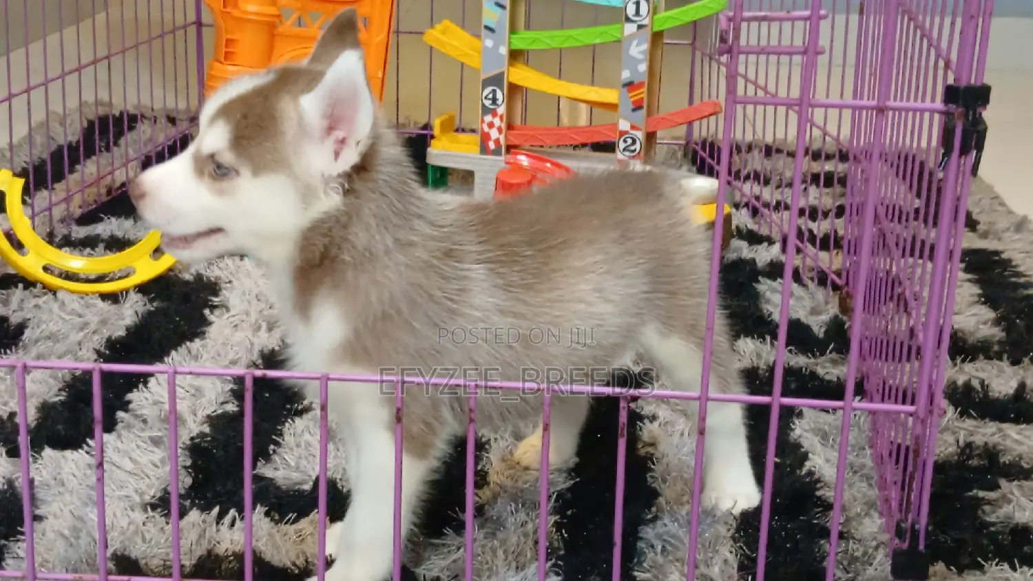1-3 months Male Purebred Siberian Husky