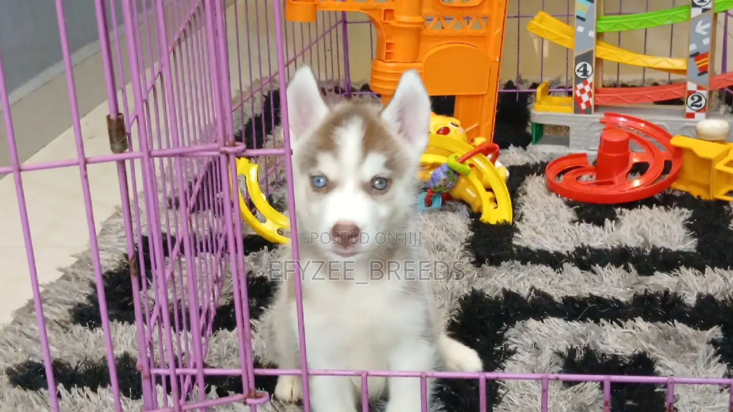 1-3 months Male Purebred Siberian Husky