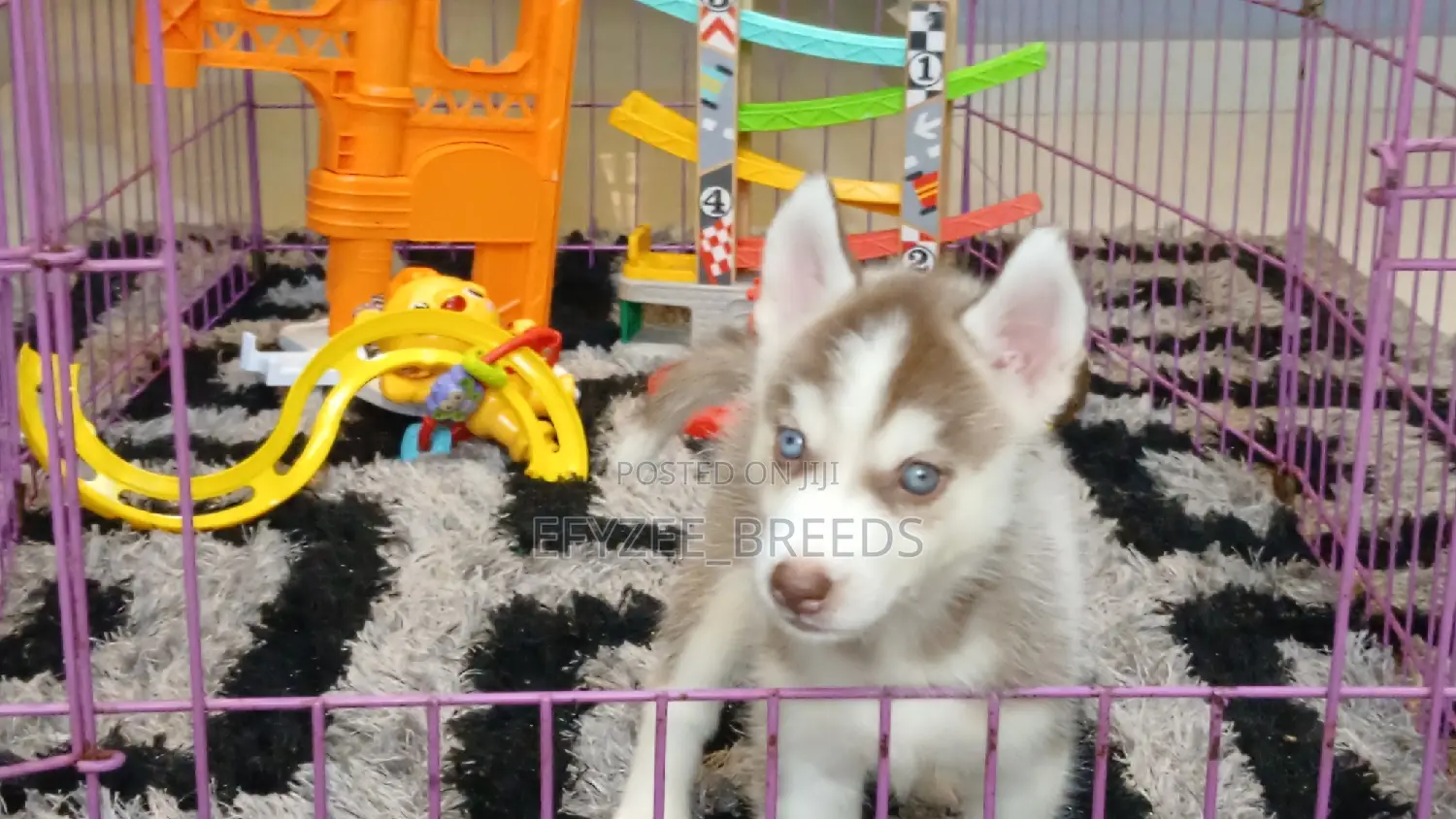 1-3 months Male Purebred Siberian Husky