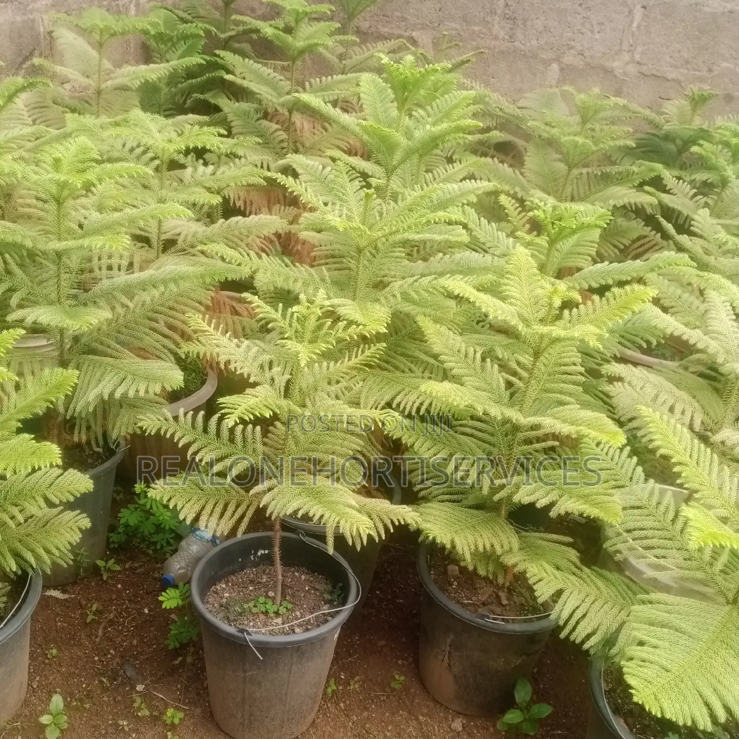 Aurecaria Plant for Avenues, Hotels, Luxury Building