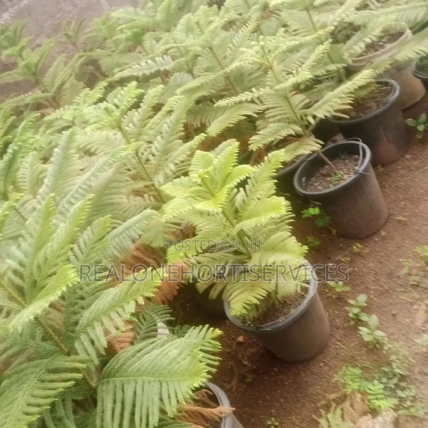 Aurecaria Plant for Avenues, Hotels, Luxury Building