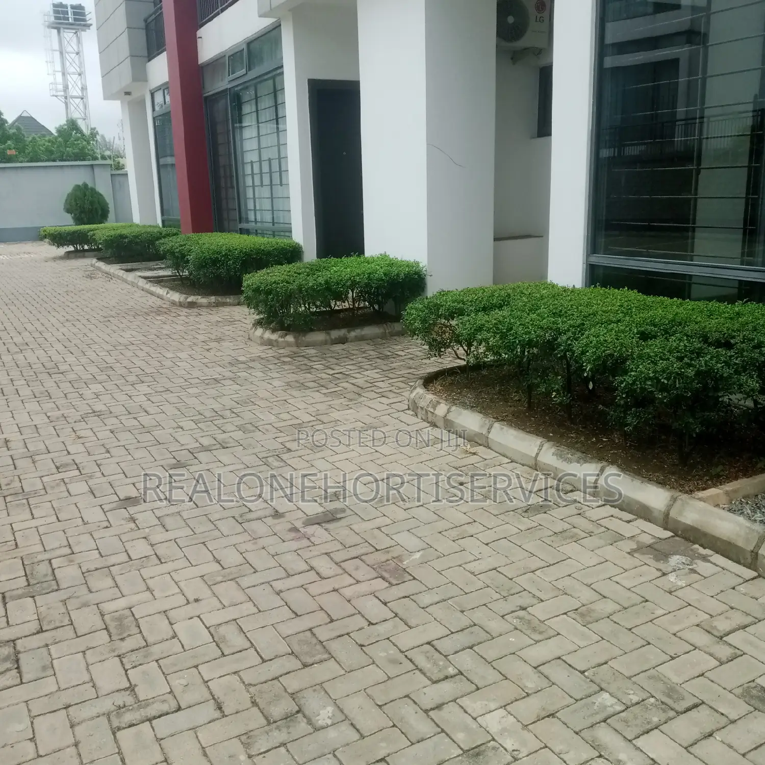 Live Flower Plant for Hedges, Screens, Topiary ; Hotel, Estate, School