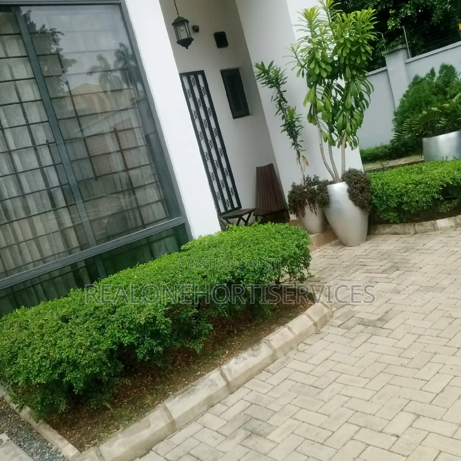 Live Flower Plant for Hedges, Screens, Topiary ; Hotel, Estate, School