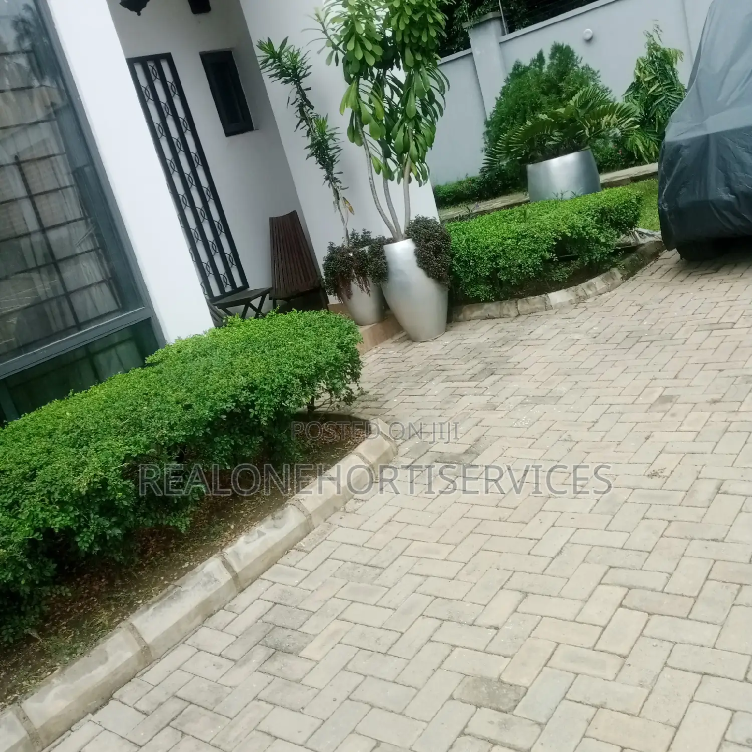 Live Flower Plant for Hedges, Screens, Topiary ; Hotel, Estate, School