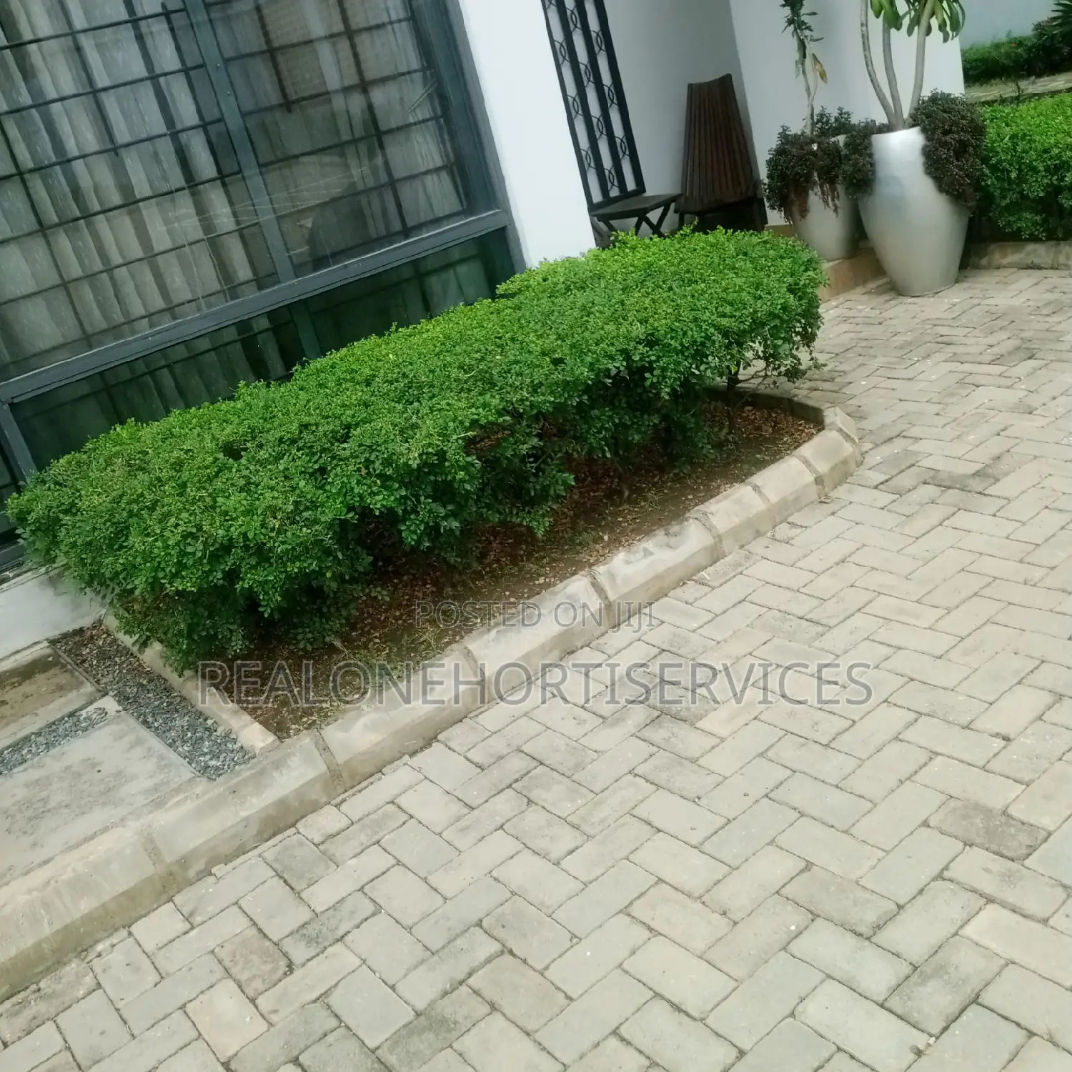 Live Flower Plant for Hedges, Screens, Topiary ; Hotel, Estate, School