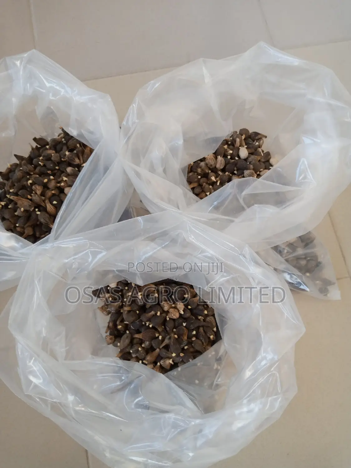 Super Gen Oil Palm Seedlings
