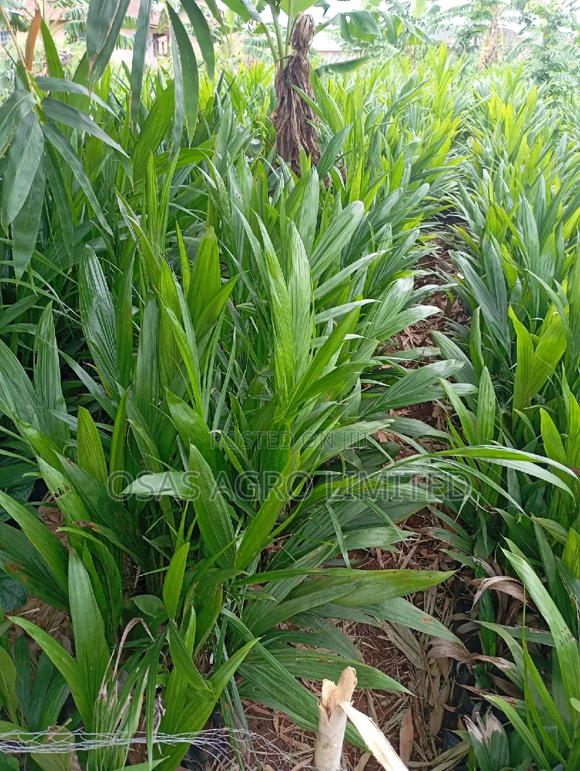 Super Gen Oil Palm Seedlings