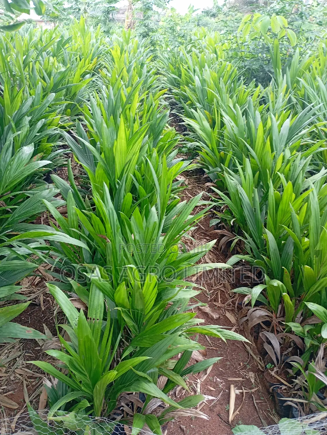 Super Gen Oil Palm Seedlings
