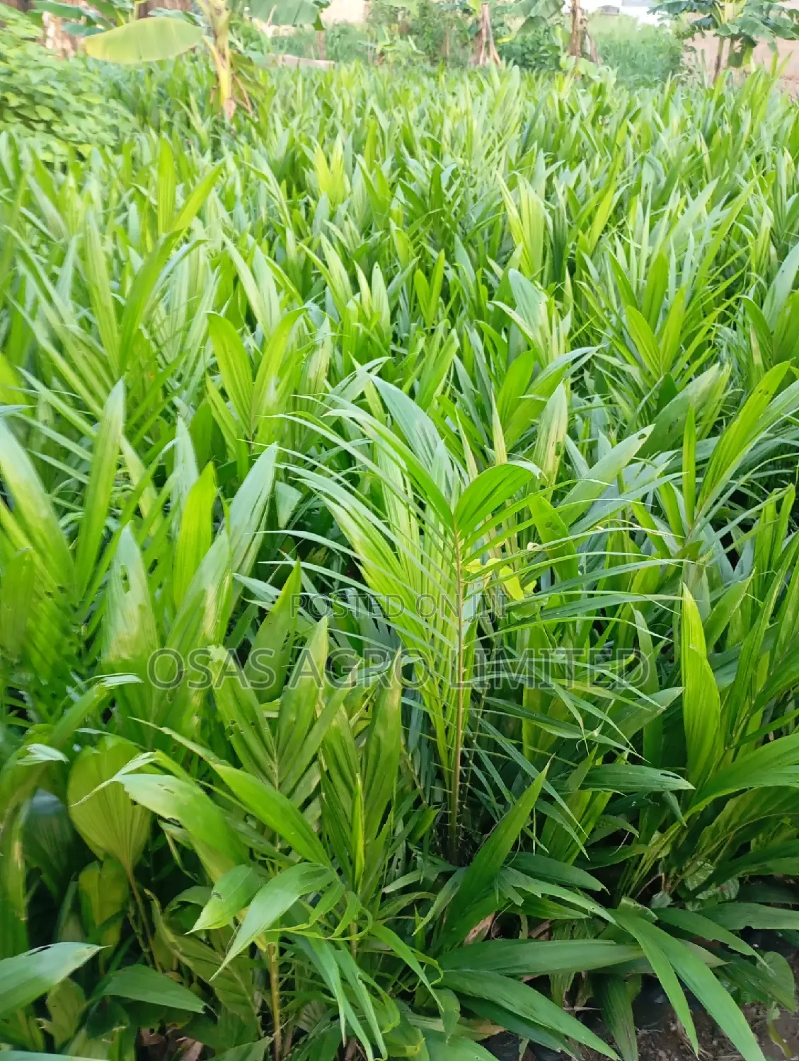 Super Gen Oil Palm Seedlings