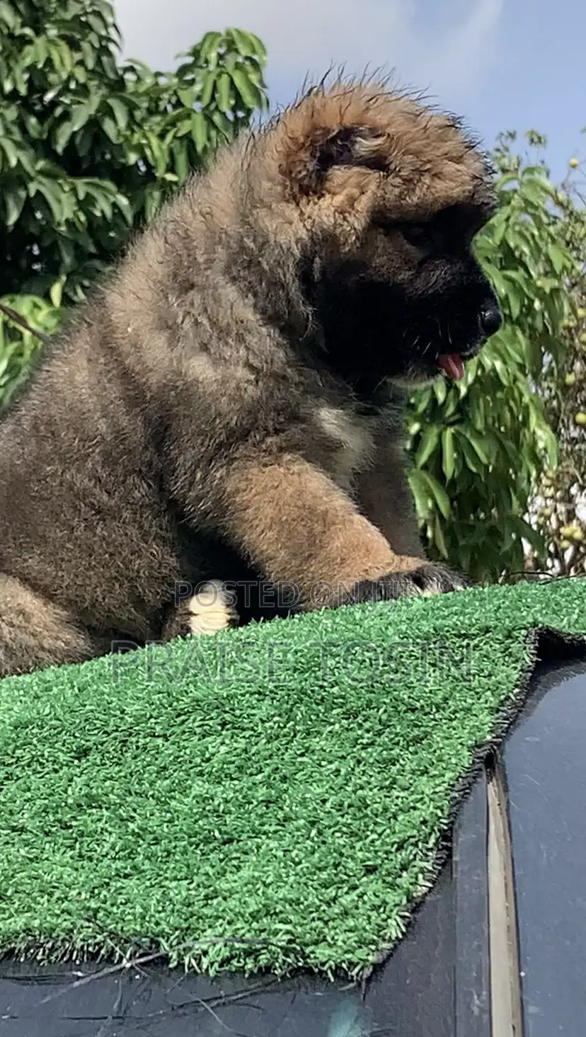 1-3 months Male Purebred Caucasian Shepherd