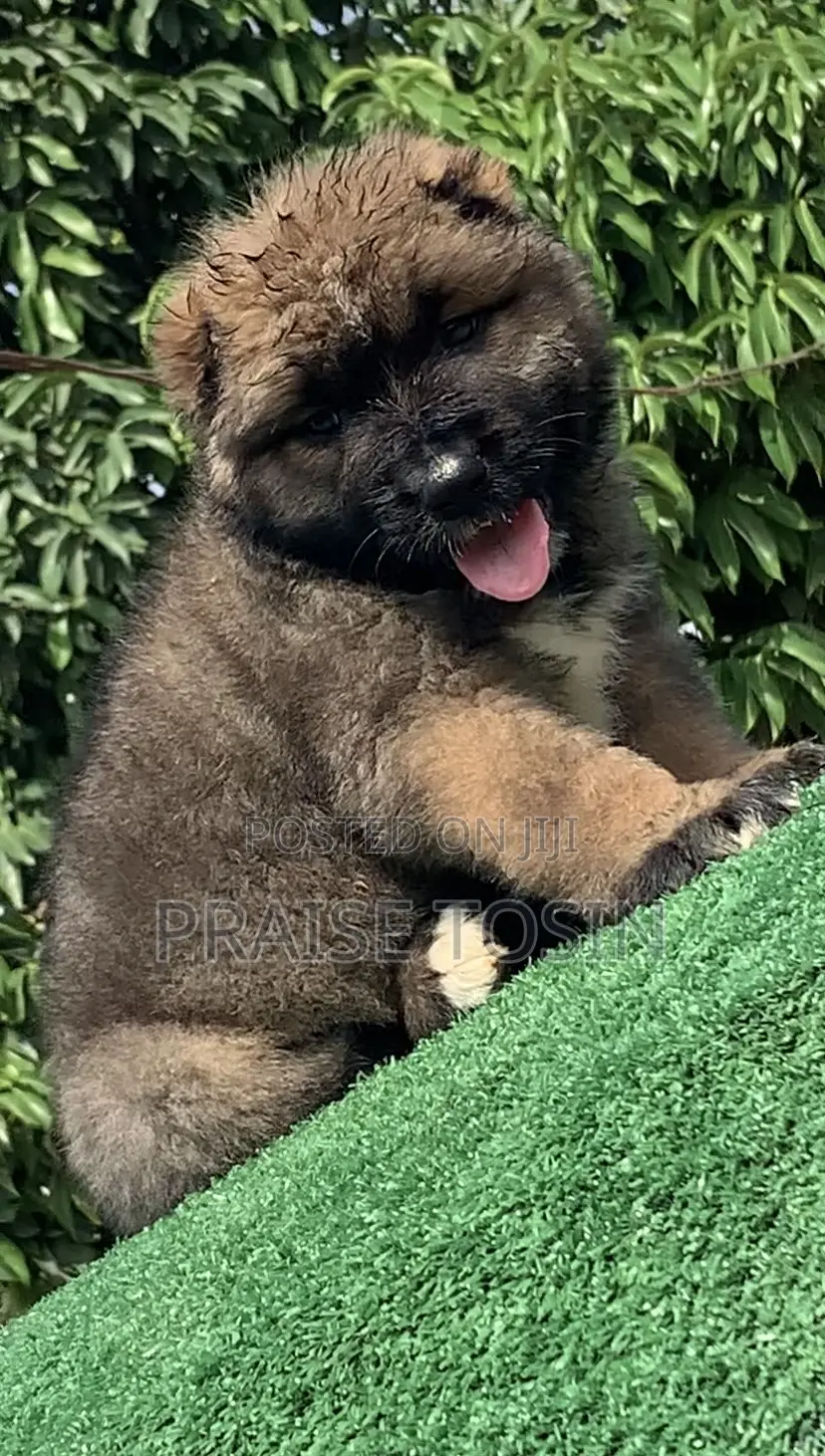 1-3 months Male Purebred Caucasian Shepherd