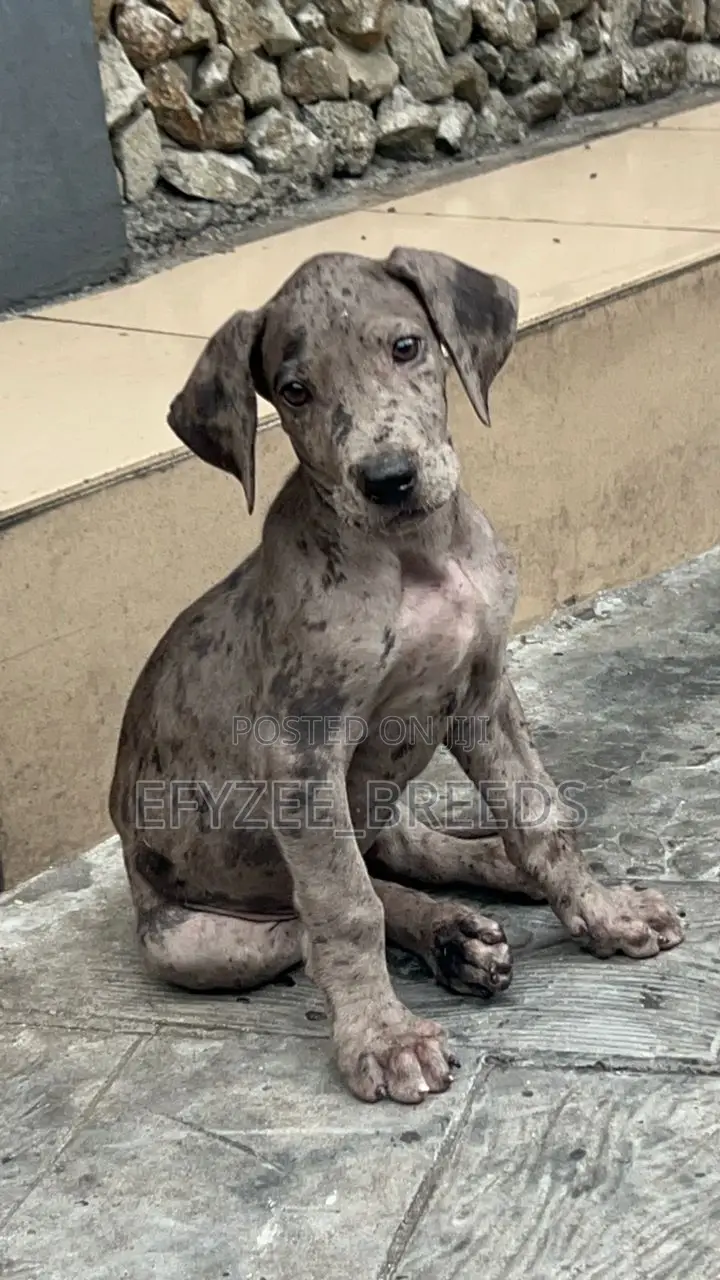 1-3 months Male Purebred Great Dane