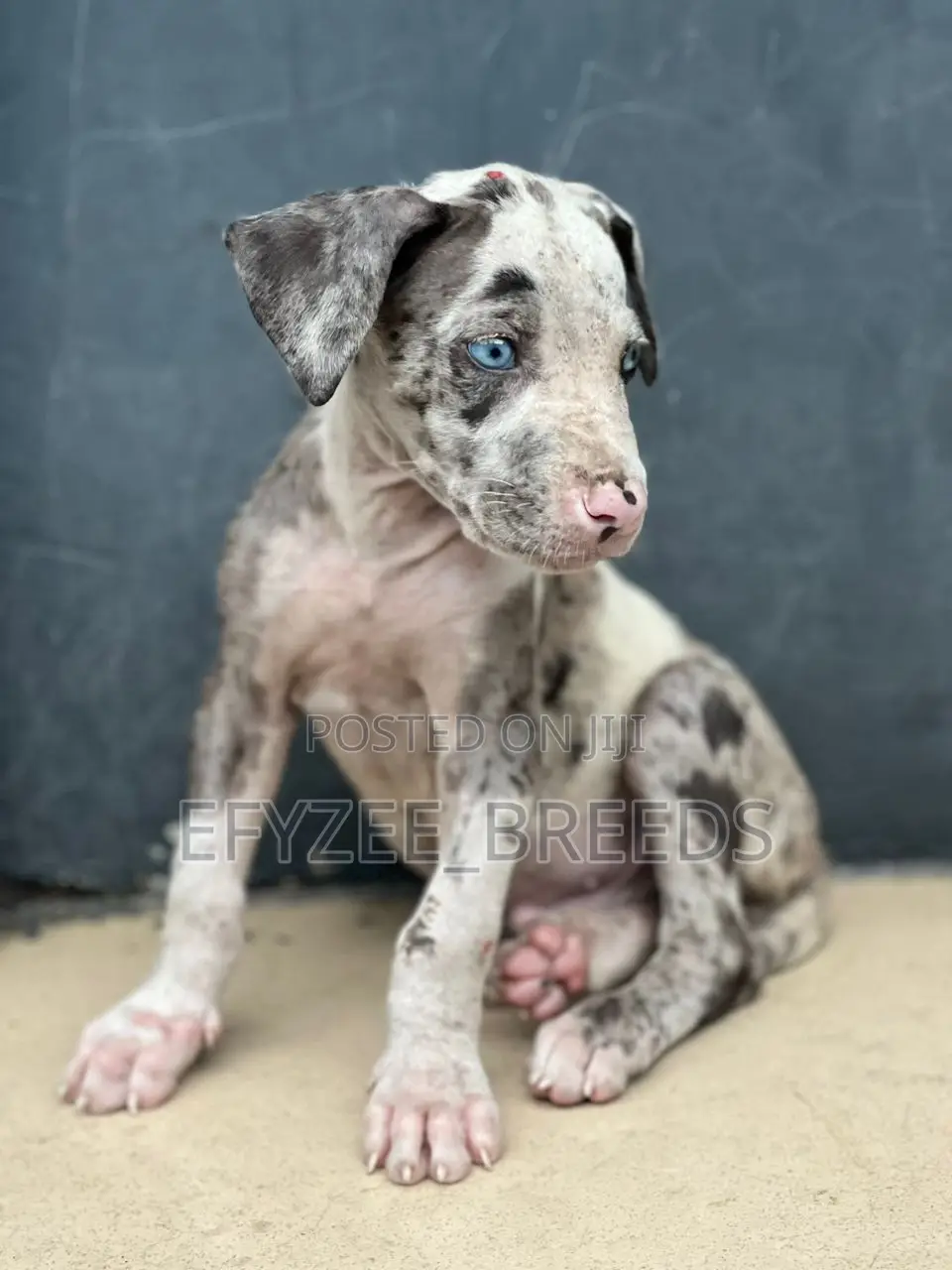1-3 months Male Purebred Great Dane