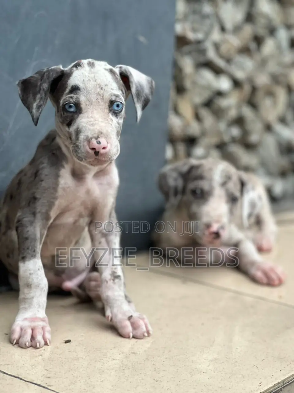 1-3 months Male Purebred Great Dane